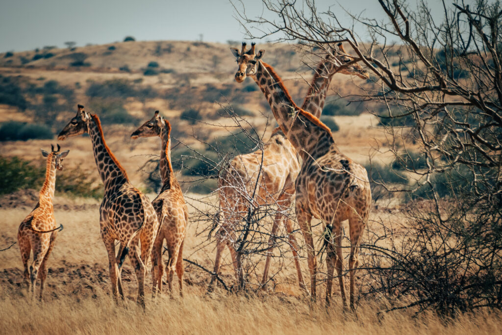 giraffe in damaraland, nambia