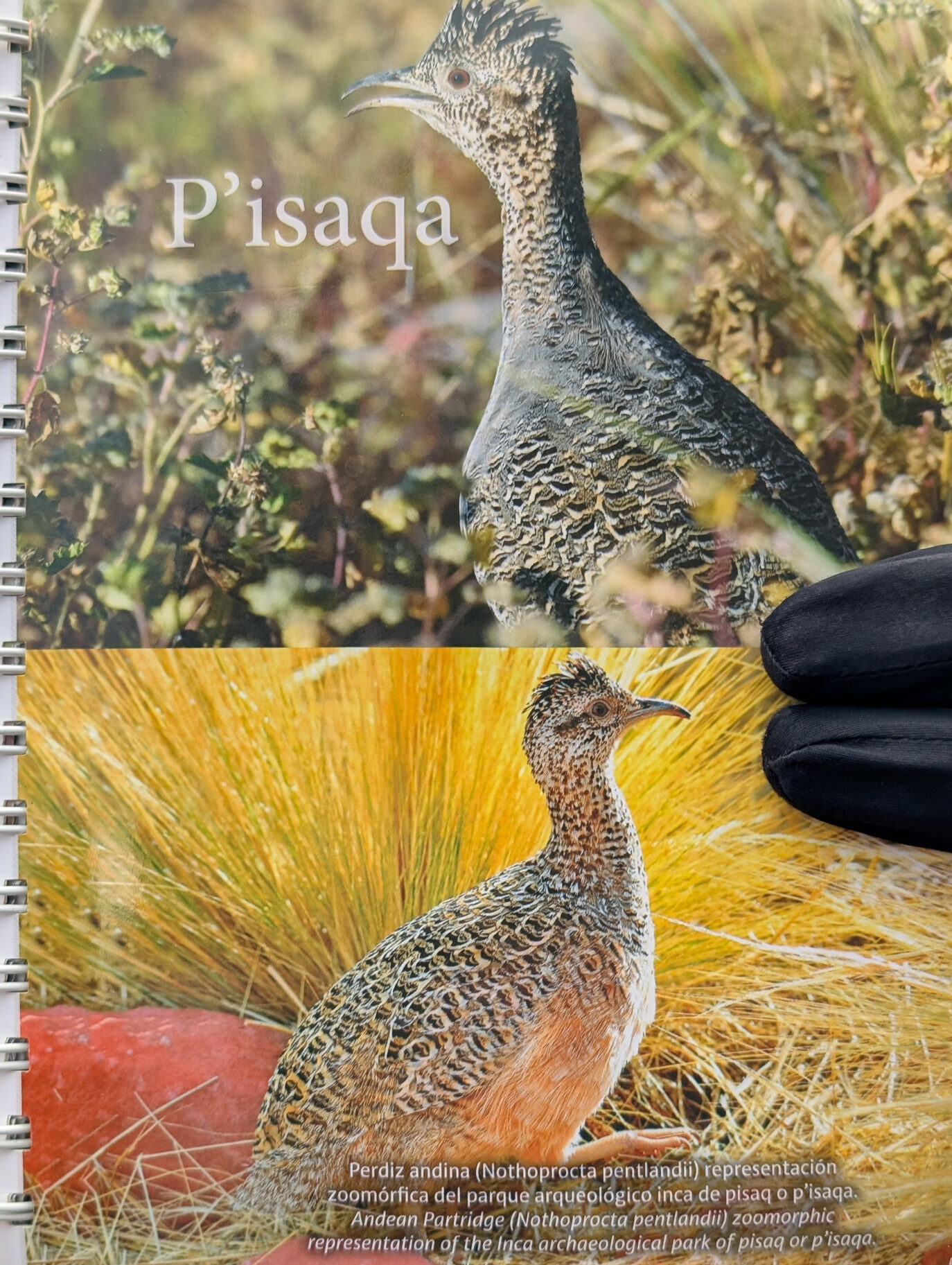 Pisaq bird